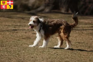 Lire la suite à propos de l’article Éleveurs de Bordoodle et chiots en Auvergne-Rhône-Alpes