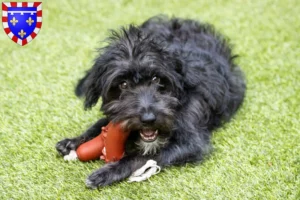 Lire la suite à propos de l’article Éleveurs de Bordoodle et chiots en Centre-Val de Loire