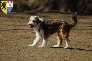 Lire la suite à propos de l’article Éleveurs de Bordoodle et chiots en Hauts-de-France