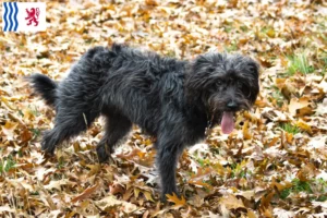 Lire la suite à propos de l’article Éleveurs de Bordoodle et chiots en Nouvelle-Aquitaine