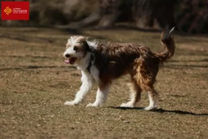 Lire la suite à propos de l’article Éleveurs de Bordoodle et chiots en Occitanie