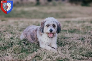 Lire la suite à propos de l’article Éleveurs de Bordoodle et chiots en Pays de la Loire