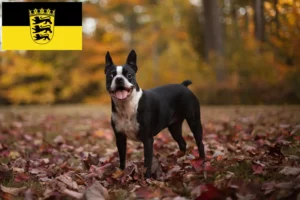 Lire la suite à propos de l’article Éleveurs de Boston Terrier et chiots en Baden-Württemberg