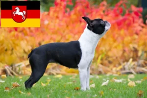 Lire la suite à propos de l’article Éleveurs de Boston Terrier et chiots en Basse-Saxe