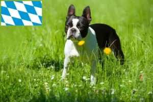 Lire la suite à propos de l’article Éleveurs de Boston Terrier et chiots en Bavière