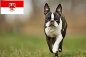 Lire la suite à propos de l’article Éleveurs de Boston Terrier et chiots dans le Brandebourg