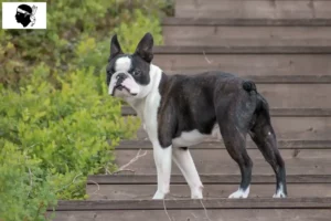 Lire la suite à propos de l’article Éleveurs de Boston terriers et chiots en Corse