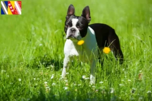 Lire la suite à propos de l’article Éleveurs de Boston Terrier et chiots en Grand Est