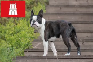 Lire la suite à propos de l’article Éleveurs de Boston Terrier et chiots à Hambourg