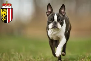 Lire la suite à propos de l’article Éleveurs de Boston Terrier et chiots en Haute-Autriche