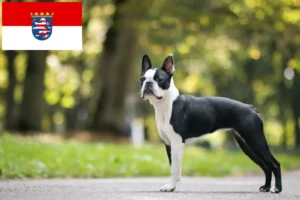 Lire la suite à propos de l’article Éleveurs de Boston Terrier et chiots en Hesse