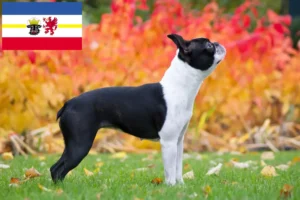 Lire la suite à propos de l’article Éleveurs de Boston Terrier et chiots dans le Mecklembourg-Poméranie occidentale