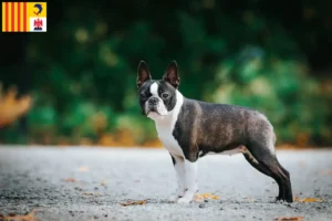 Lire la suite à propos de l’article Éleveurs de Boston Terrier et chiots en Provence-Alpes-Côte d’Azur