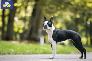 Lire la suite à propos de l’article Éleveurs de Boston Terrier et chiots en Région de Bruxelles-Capitale