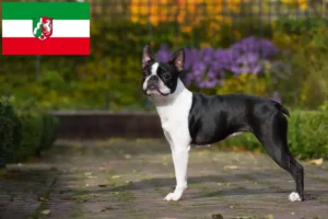 Lire la suite à propos de l’article Éleveurs de Boston Terrier et chiots en Rhénanie-du-Nord-Westphalie