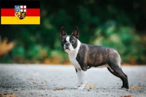 Lire la suite à propos de l’article Éleveurs de Boston Terrier et chiots en Sarre