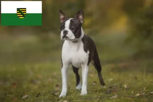 Lire la suite à propos de l’article Éleveurs de Boston Terrier et chiots en Saxe