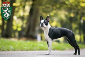 Lire la suite à propos de l’article Éleveurs de Boston Terrier et chiots en Styrie