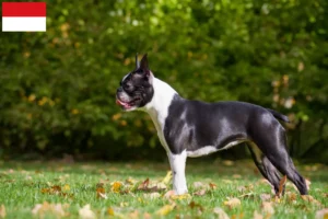 Lire la suite à propos de l’article Éleveurs de Boston Terrier et chiots à Vienne