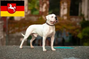 Lire la suite à propos de l’article Éleveurs de Bouledogues américains et chiots en Basse-Saxe