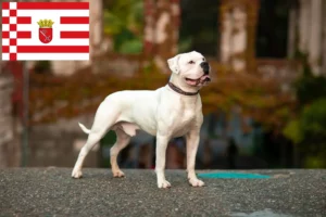 Lire la suite à propos de l’article Éleveurs de Bouledogues américains et chiots à Brême