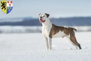 Lire la suite à propos de l’article Éleveurs de Bouledogues américains et chiots en Hauts-de-France