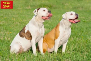 Lire la suite à propos de l’article Éleveurs de Bouledogues américains et chiots en Normandie