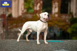 Lire la suite à propos de l’article Éleveurs de Bouledogues américains et chiots en Région de Bruxelles-Capitale