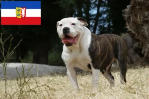 Lire la suite à propos de l’article Éleveurs de Bouledogues américains et chiots dans le Schleswig-Holstein