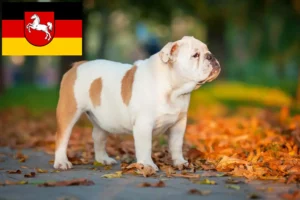 Lire la suite à propos de l’article Bouledogue anglais éleveurs et chiots en Basse-Saxe