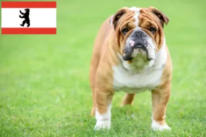 Lire la suite à propos de l’article Bouledogue anglais éleveurs et chiots à Berlin