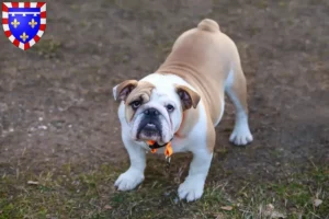 Lire la suite à propos de l’article Éleveurs de Bouledogues anglais et chiots en Centre-Val de Loire