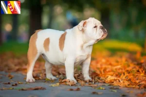 Lire la suite à propos de l’article Éleveurs de Bouledogues anglais et chiots en Grand Est