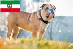 Lire la suite à propos de l’article Bouledogue anglais éleveurs et chiots en Rhénanie-du-Nord-Westphalie