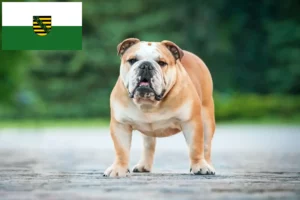 Lire la suite à propos de l’article Bouledogue anglais éleveurs et chiots en Saxe