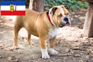 Lire la suite à propos de l’article Bouledogue anglais éleveurs et chiots dans le Schleswig-Holstein