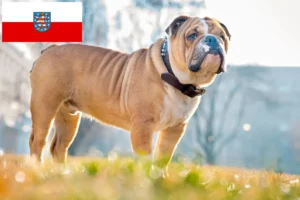 Lire la suite à propos de l’article Bouledogue anglais éleveurs et chiots en Thuringe