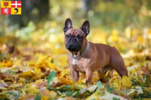 Lire la suite à propos de l’article Éleveurs de Bouledogues français et chiots en Auvergne-Rhône-Alpes