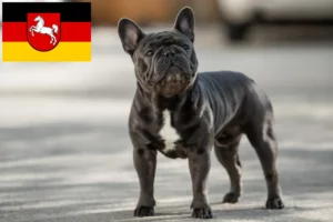 Lire la suite à propos de l’article Bouledogue français éleveurs et chiots en Basse-Saxe