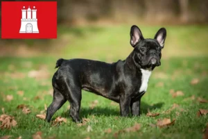 Lire la suite à propos de l’article Bouledogue français éleveurs et chiots à Hambourg