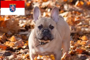 Lire la suite à propos de l’article Éleveurs de Bouledogues français et chiots en Hesse