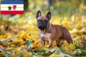 Lire la suite à propos de l’article Éleveurs de Bouledogues français et chiots dans le Mecklembourg-Poméranie occidentale