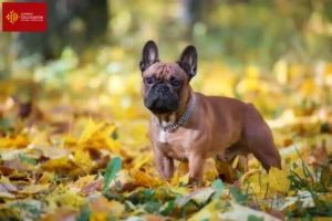 Lire la suite à propos de l’article Éleveurs de Bouledogues français et chiots en Occitanie