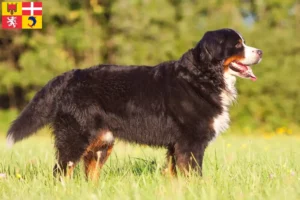 Lire la suite à propos de l’article Bouvier bernois éleveurs et chiots en Auvergne-Rhône-Alpes