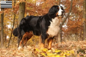 Lire la suite à propos de l’article Éleveurs de bouviers bernois et chiots en Bretagne