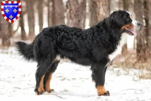 Lire la suite à propos de l’article Éleveurs de bouviers bernois et chiots en Centre-Val de Loire