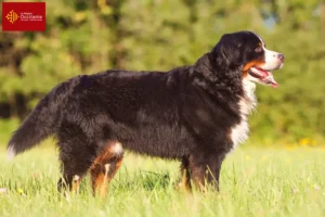 Lire la suite à propos de l’article Éleveurs de bouviers bernois et chiots en Occitanie