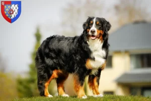 Lire la suite à propos de l’article Éleveurs de bouviers bernois et chiots en Pays de la Loire