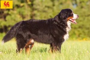 Lire la suite à propos de l’article Éleveurs de bouviers bernois et chiots en Région wallonne