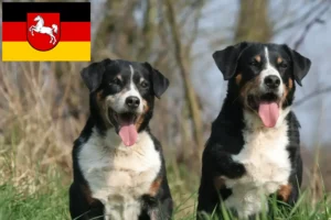 Lire la suite à propos de l’article Bouvier d’Appenzell éleveurs et chiots en Basse-Saxe